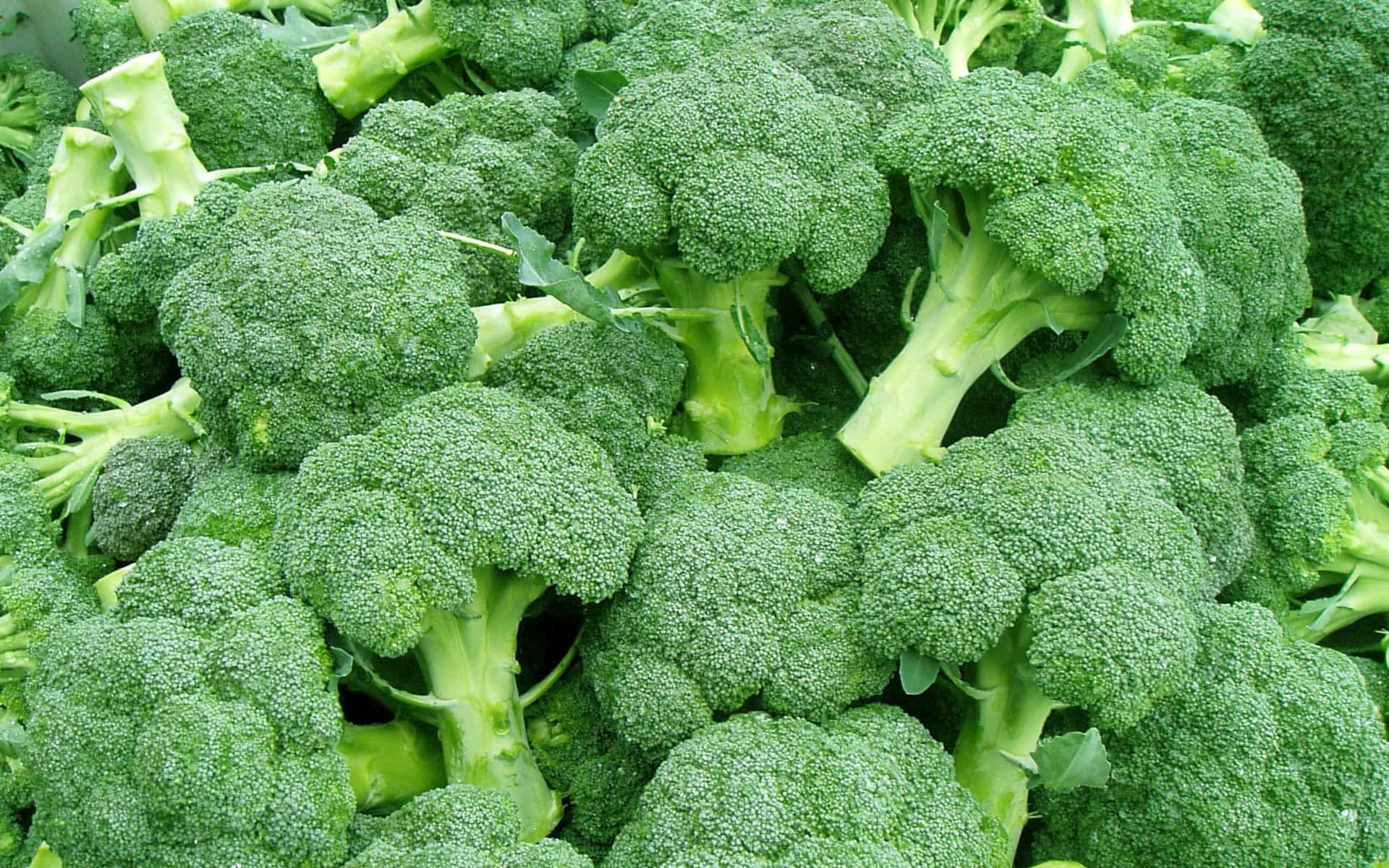 Heat-tolerant broccoli
