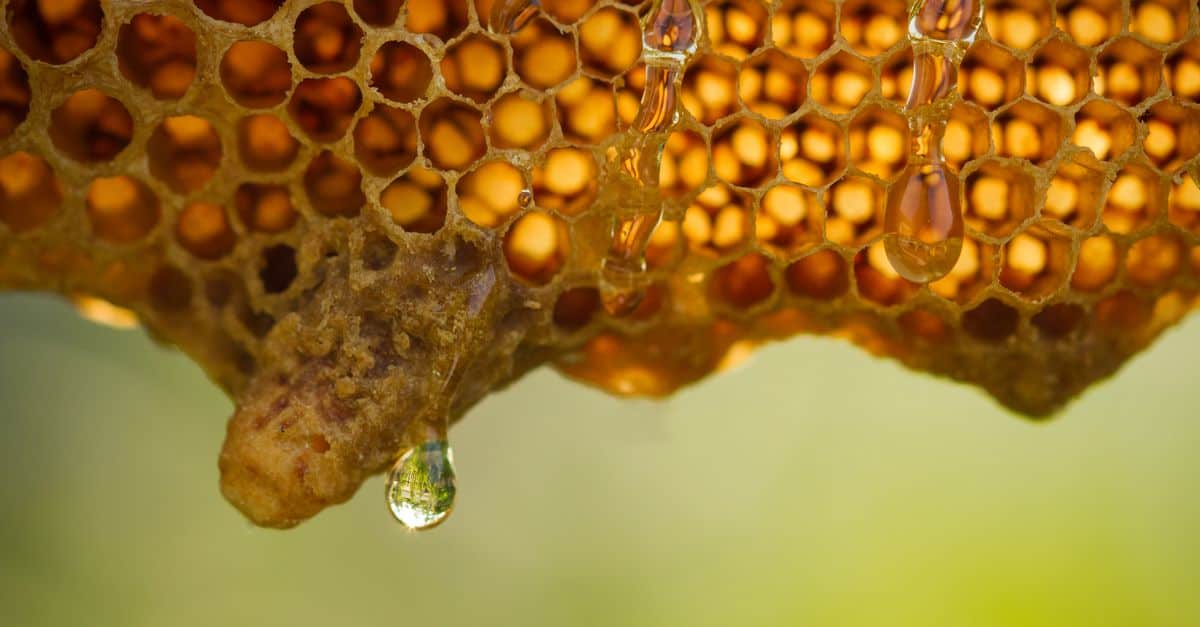 Honey in world contaminated