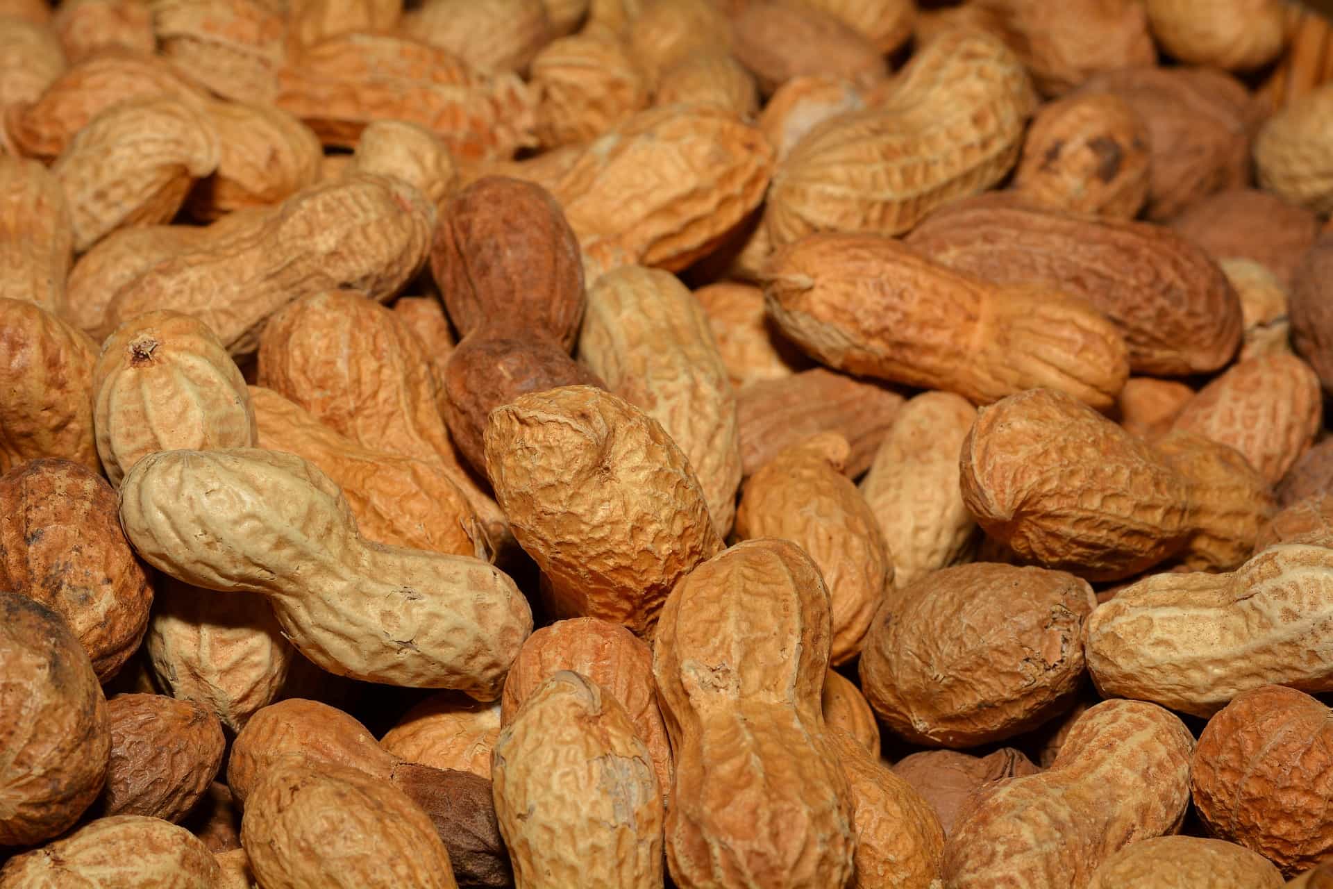 Peanut allergy levels higher in US children