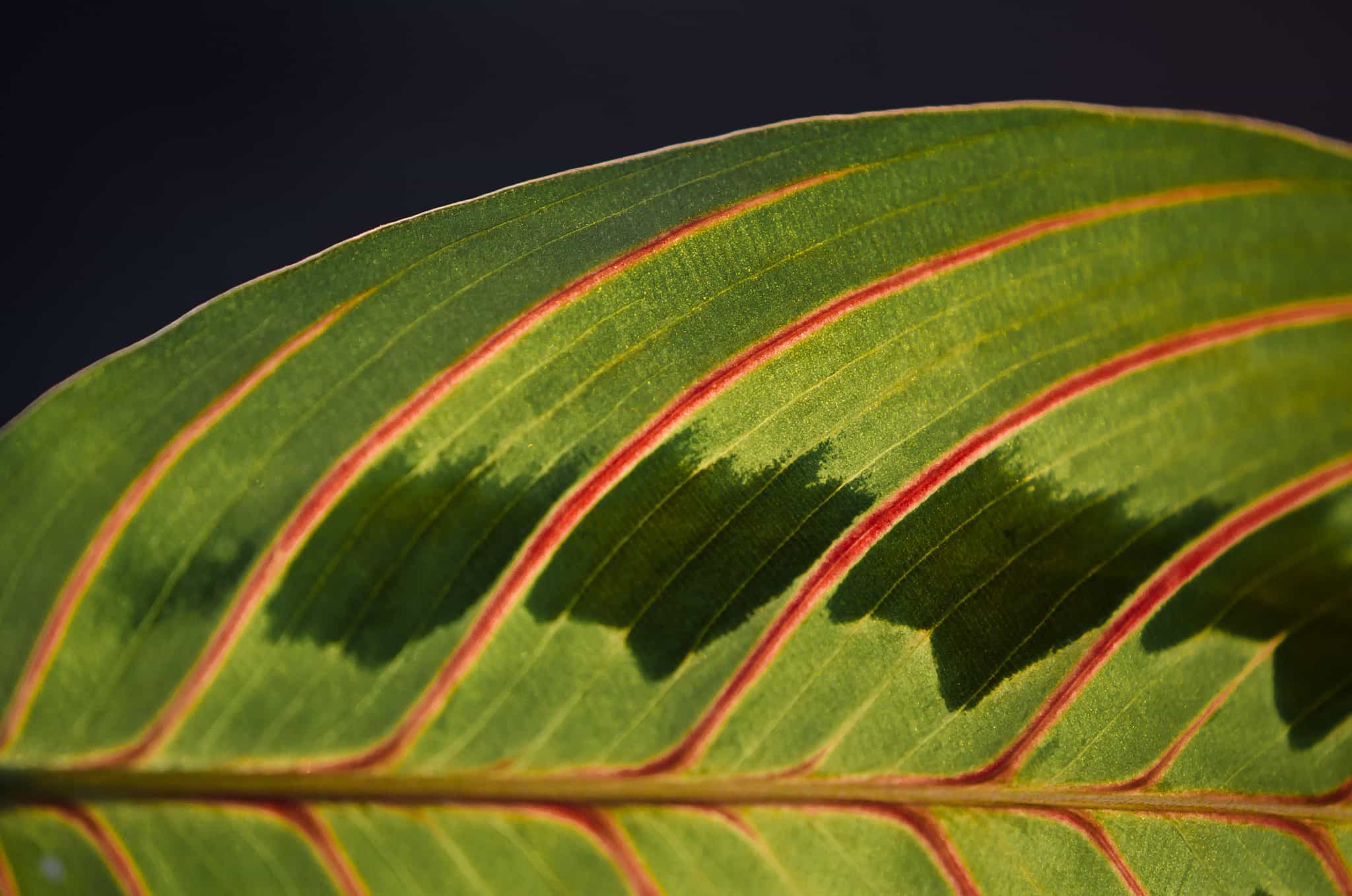 Plant leaves with sensors represent water shortage