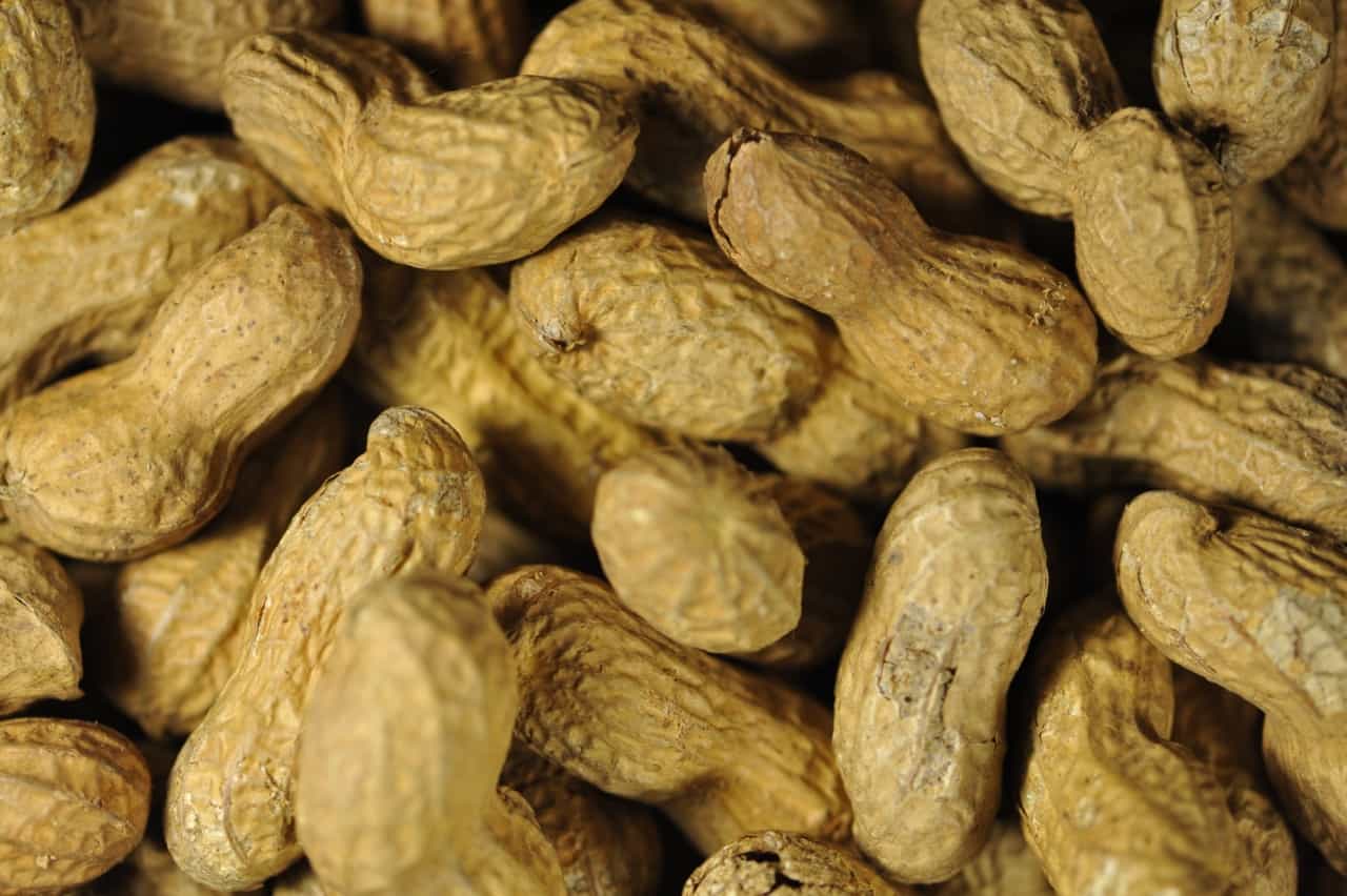 spinonews Peanut Allergies