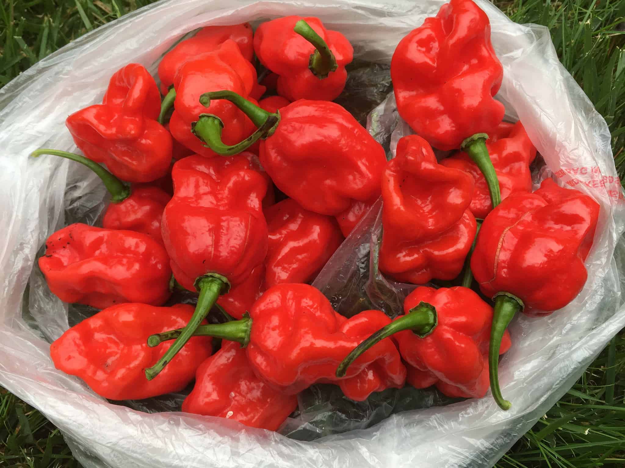 spinonews World’s hottest pepper