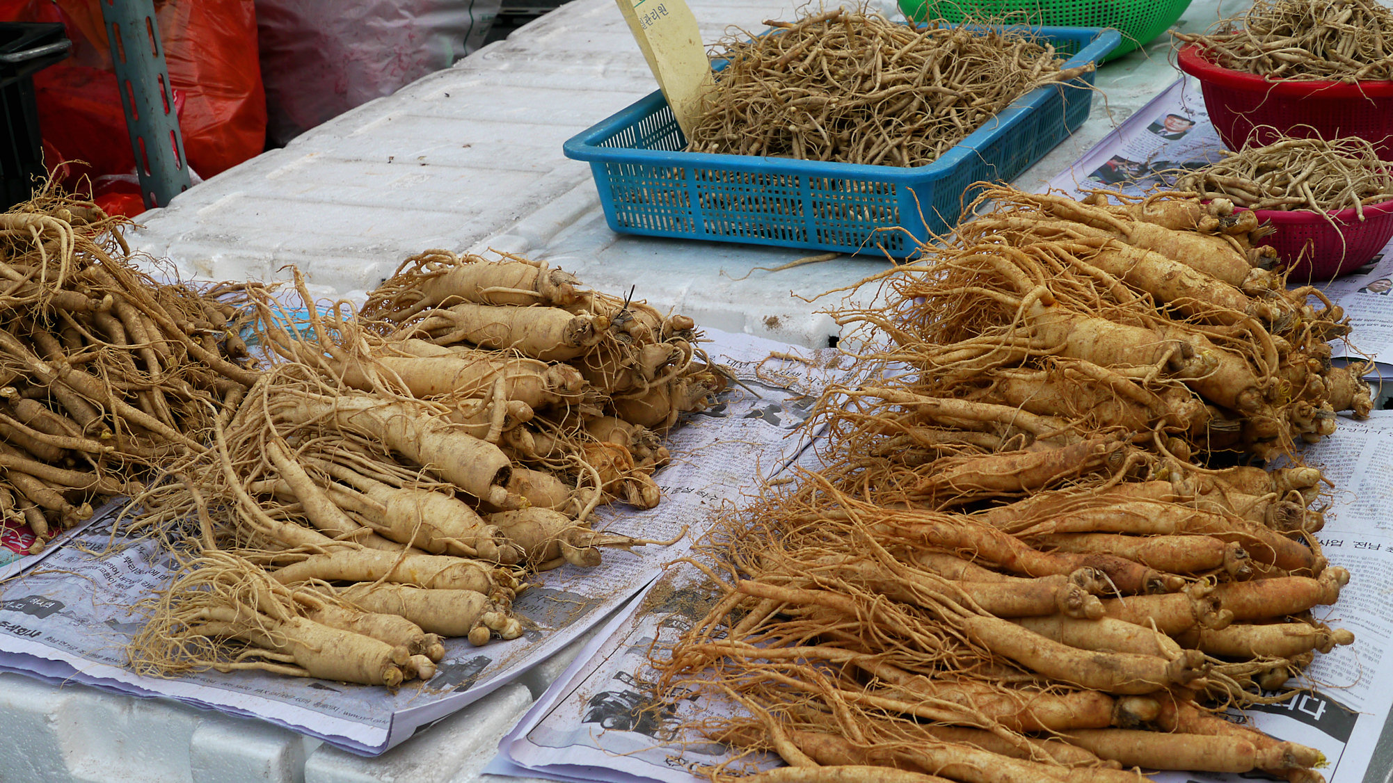 spinonews ginseng roots