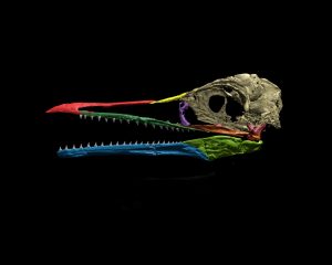 dinosaur teeth bird